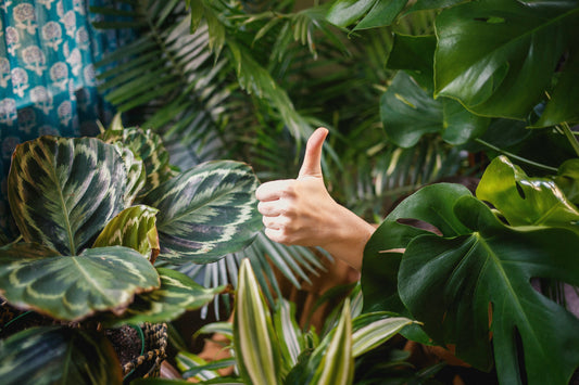Best Air Purifying Plants for Every Room in Your House
