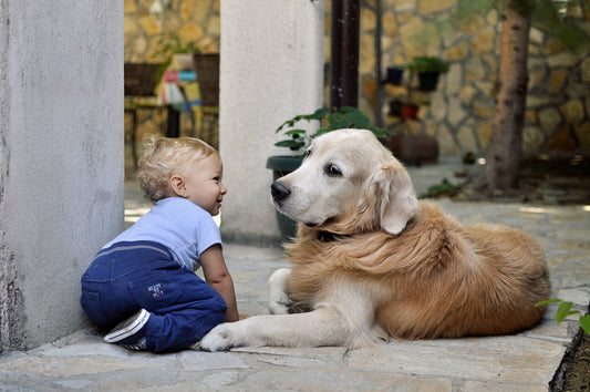The Best Air-Purifying Plants Safe for Children, Cats, and Dogs