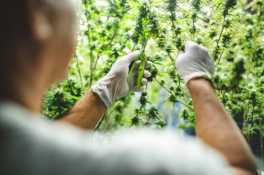 CO2 Compliance for Grow Houses: A Quick Guide