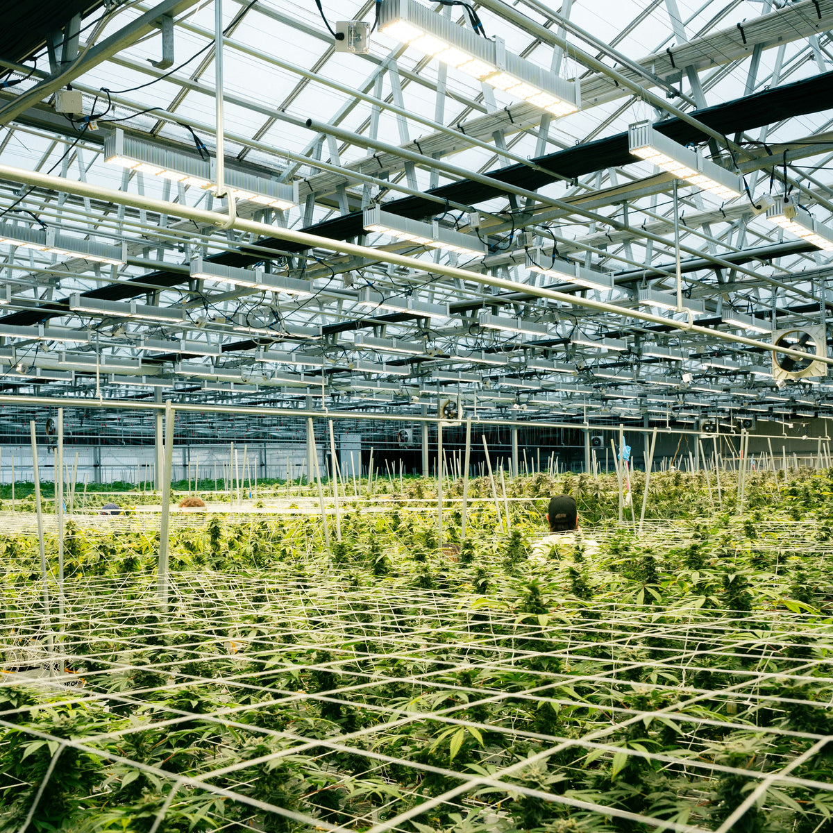 Cannabis Grow House Enrichment Facility